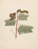 Mimosa paresseux - Luigi Balugani — widok dzieła