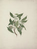Pittosporum viridiflorum Sims - Luigi Balugani — widok dzieła