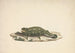Caméléon nieznany - Luigi Balugani — widok dzieła