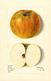 Malus domestica Swan - M Strange — widok dzieła