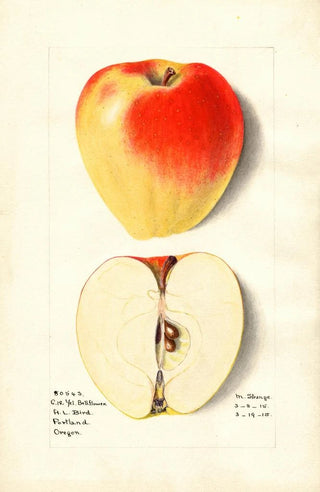 M Strange - Malus domestica Yellow Bellflower.webp