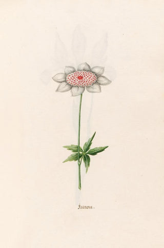 Magdelena Rosina Funck - Anemone.webp