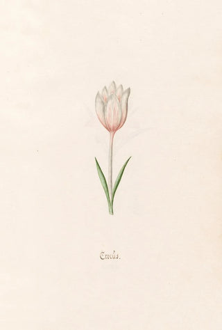 Magdelena Rosina Funck - Crocs.webp