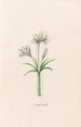 Crocus vernus - Magdalena Rosina Funck — widok dzieła