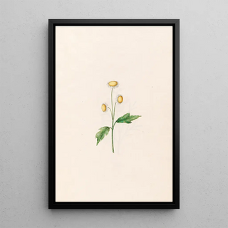 Magdelena Rosina Funck - Daisy.webp