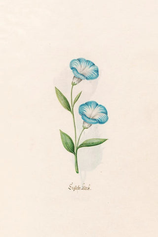 Magdelena Rosina Funck - Englishe klock.webp