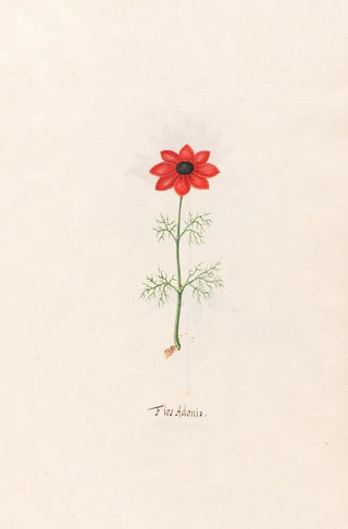Magdelena Rosina Funck - Flos Adonis.webp