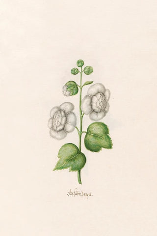 Magdelena Rosina Funck - Geflte Pappel.webp