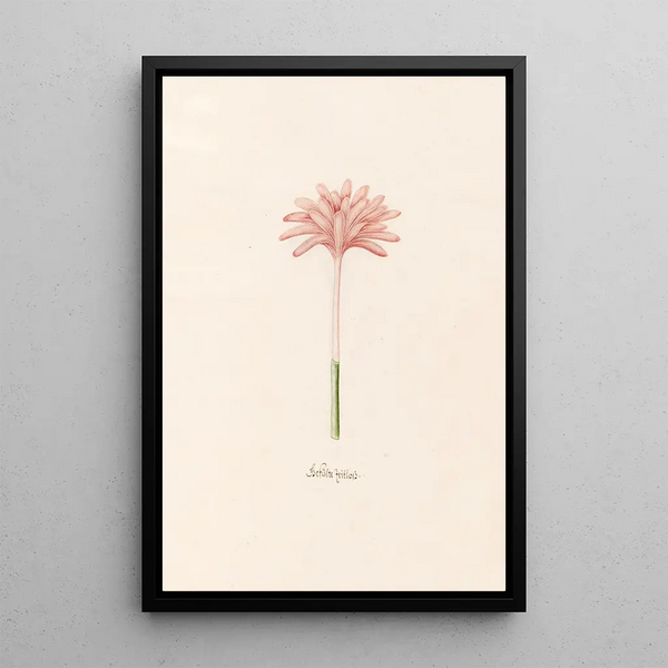 Magdelena Rosina Funck - Geflte Zeitloss.webp