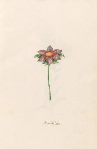 Magdelena Rosina Funck - Gggcks Blme.webp