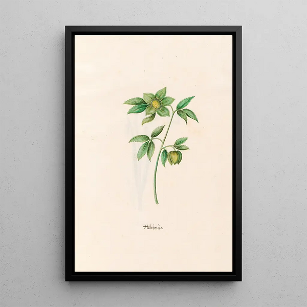 Magdelena Rosina Funck - Hellebors.webp