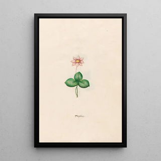 Magdelena Rosina Funck - Hepatica.webp