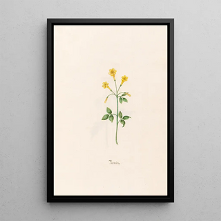 Magdelena Rosina Funck - Jasmin.webp