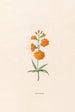 Leucojum - Magdalena Rosina Funck — widok dzieła