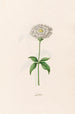 Lychnis - Magdalena Rosina Funck — widok dzieła