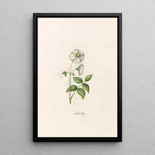 Magdelena Rosina Funck - Liebes Age.webp