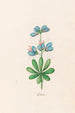 Lupins - Magdalena Rosina Funck — widok dzieła