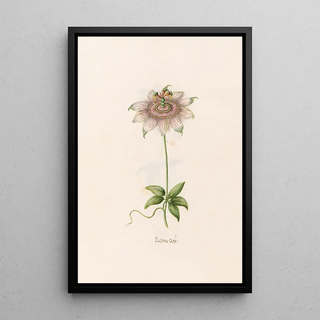 Magdelena Rosina Funck - Passions rose.webp