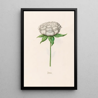 Magdelena Rosina Funck - Poeonia Peony.webp