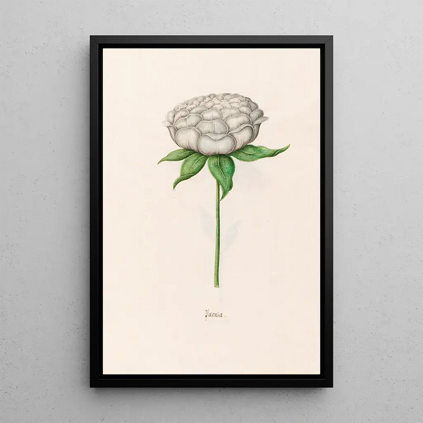 Magdelena Rosina Funck - Poeonia Peony.webp