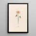 Gypsophile - Magdalena Rosina Funck — oprawiony obraz na ścianie