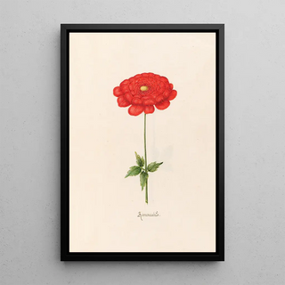 Magdelena Rosina Funck - Ranunculs.webp