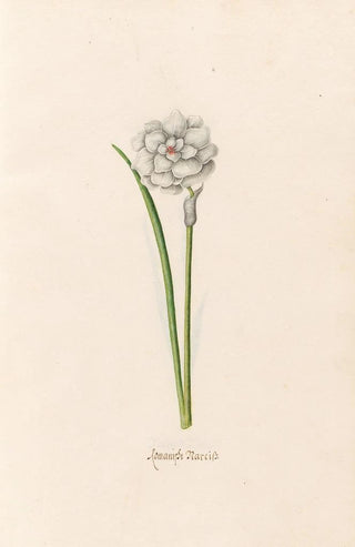 Magdelena Rosina Funck - Romanish narciss.webp