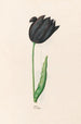 Tulip - Magdalena Rosina Funck — widok dzieła