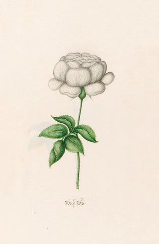 Magdelena Rosina Funck - Weise rose.webp