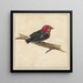 Manakin z surinamskiego ptaka Pipra Aureola - Carel Borchaert Voet — prezentacja dzieła na ścianie