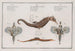 2 Pegaz Draconis Le Dragon de Mer 3 Syngnathus Hippocampus L'Hippocampe - Marcus Elieser Bloch — widok dzieła
