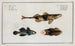 2 Perca Asper La Perche Rugueuse 3 Gobius Jozo Le Gobie Bleu - Marcus Elieser Bloch — widok dzieła