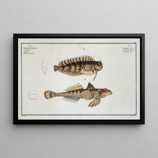 Marcus Elieser Bloch - 1 Blennius fasciatus 2 Callionymus Dracunculus The Sordid Dragoned.webp