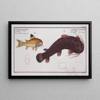 Marcus Elieser Bloch - 1 Cataphractus Callychthis The Tamoate 2 Cataphractus punctatus The punctulated Cataphracte.webp
