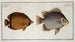Chaetodon Argus 2 Chaetodon vagabond - Marcus Elieser Bloch — widok dzieła