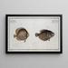 Chaetodon chinensis, Chaetodon chinois 2 Chaetodon kleinii, Chaetodon de Klein - Marcus Elieser Bloch — oprawiony obraz na ścianie