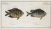Chaetodon Mauritii 2 Chaetodon Bengalensis - Marcus Elieser Bloch — widok dzieła