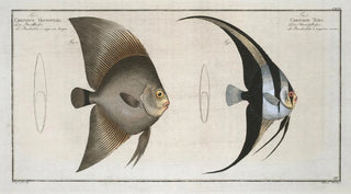 Marcus Elieser Bloch - 1 Chaetodon Teira 2 Chaetodon Vespertilio.webp
