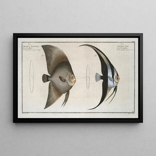 Marcus Elieser Bloch - 1 Chaetodon Teira 2 Chaetodon Vespertilio.webp