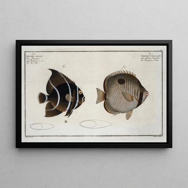 Chaetodon unimaculatus 2 Chaetodon arcuatus Le Poisson-Arc - Marcus Elieser Bloch — oprawiony obraz na ścianie