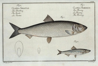 Marcus Elieser Bloch - 1 Clupea Harengus The Herring 2 Clupea Sprattus The Sprat.webp