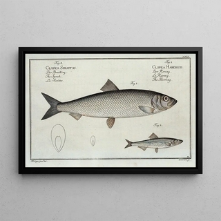 Marcus Elieser Bloch - 1 Clupea Harengus The Herring 2 Clupea Sprattus The Sprat.webp