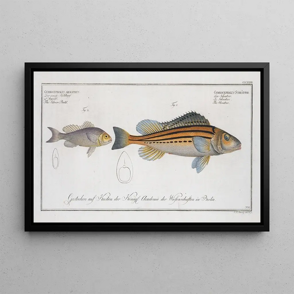 Marcus Elieser Bloch - 1 Gymnocephalus Schratser the Schratser 2 Gymnocephalus argenteus The SiverBald.webp