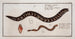 Gymnothorax catenatus Le Poisson-chaine Petromyzon agrenteus La Lamproie-argentée - Marcus Elieser Bloch — widok dzieła