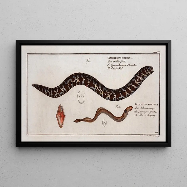 Marcus Elieser Bloch - 1 Gymnothorax catenatus The ChainFish 2 Petromyzon agrenteus The SilverLamprey.webp