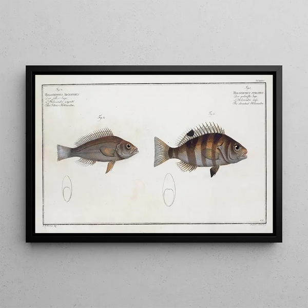 Marcus Elieser Bloch - 1 Hoocentrus striatus The streaked Holocentre 2 Holocentrus Argentinus The SilverHolocentre.webp