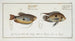 Labrus punctatus, la girelle ponctuée 2 Labrus trichonterus, la girelle à nageoires filamenteuses - Marcus Elieser Bloch — widok dzieła