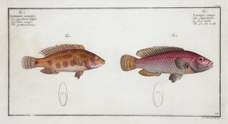 Marcus Elieser Bloch - 1 Lutianus videns The Doubletooth 2 Lutianus notatus The spotted Lutian.webp