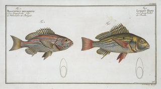 Marcus Elieser Bloch - 1 Lutjanus Hasta 2 Holocentrus bengalensis.webp
