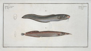 Marcus Elieser Bloch - 1 Ophidium Barbatum 2 Ophidium aculeatum.webp